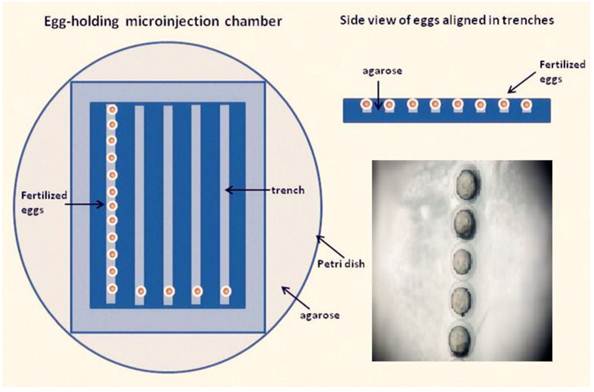 Theranostics Image