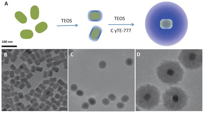 Theranostics Image