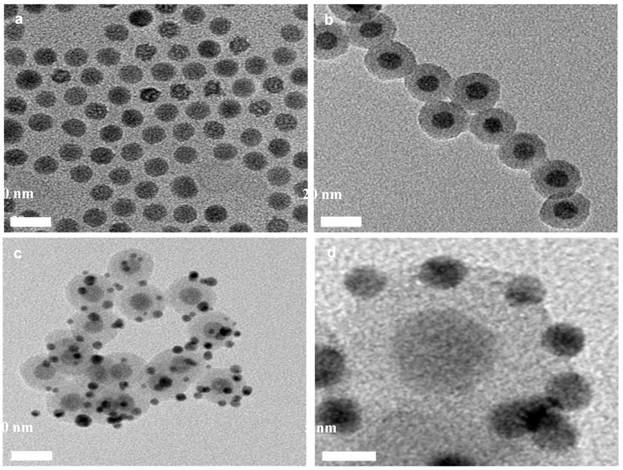 Theranostics Image