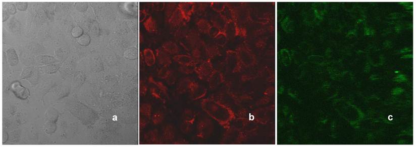 Theranostics Image