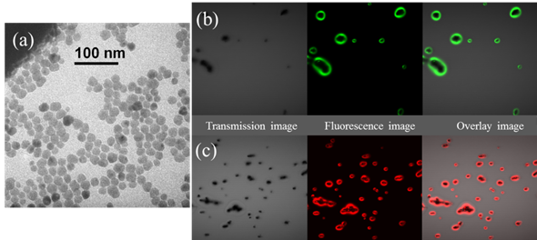 Theranostics Image