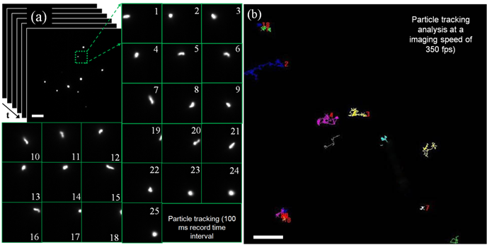 Theranostics Image