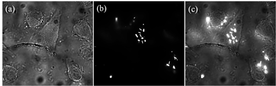 Theranostics Image