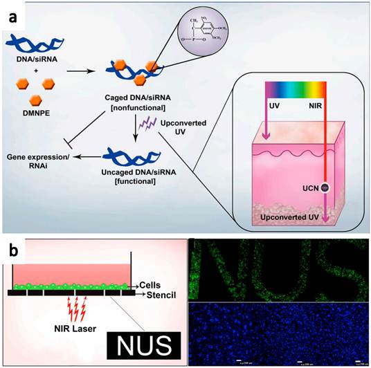 Theranostics Image