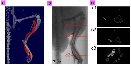 Theranostics Image