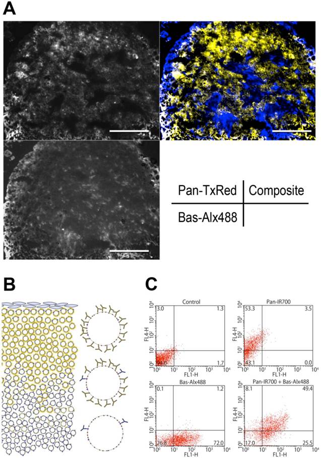 Theranostics Image