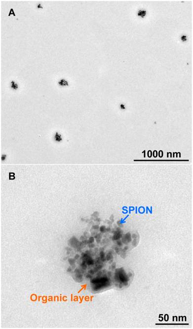 Theranostics Image