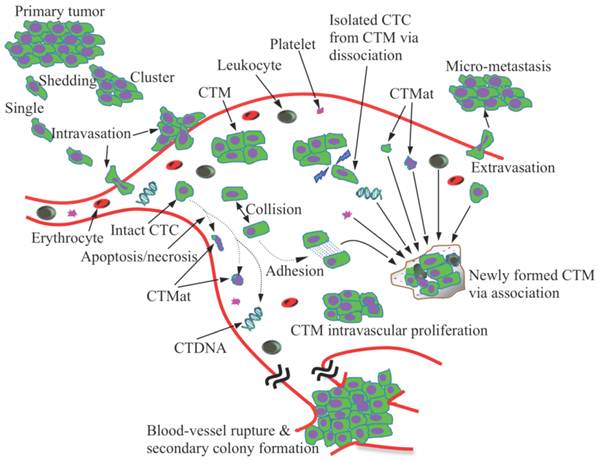 Theranostics Image