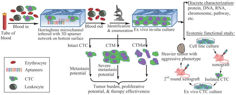 Theranostics Image