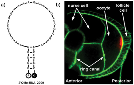 Theranostics Image