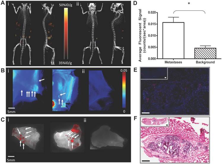 Theranostics Image