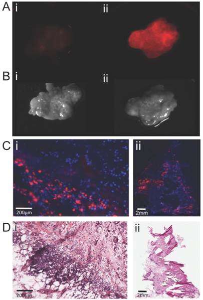 Theranostics Image