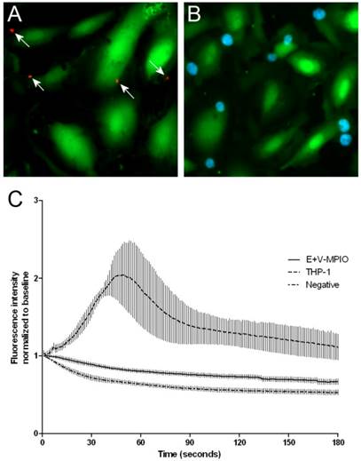 Theranostics Image