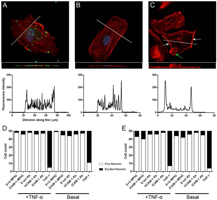 Theranostics Image