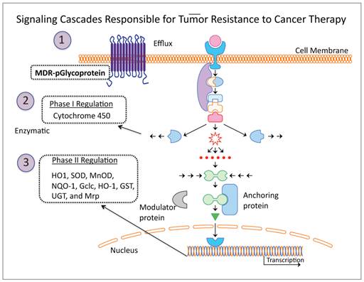 Theranostics Image