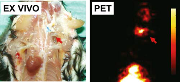 Theranostics Image