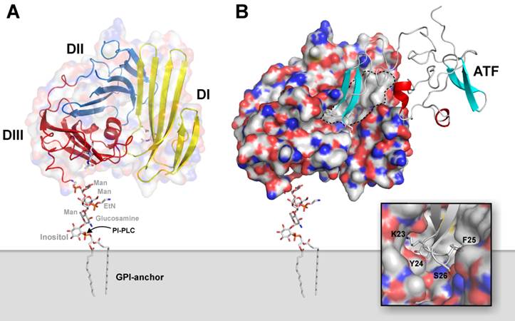 Theranostics Image