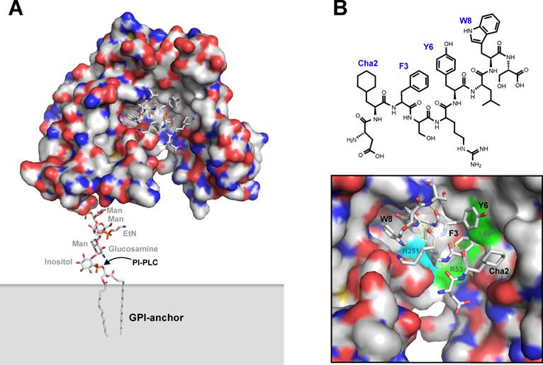 Theranostics Image