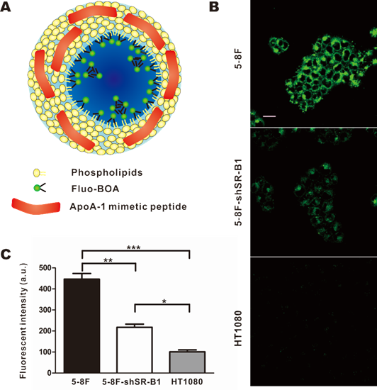 Theranostics Image