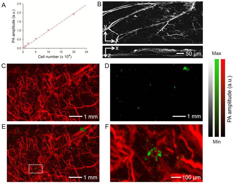 Theranostics Image