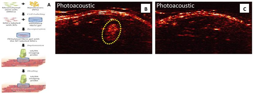 Theranostics Image