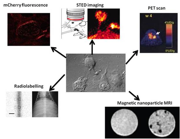 Theranostics Image