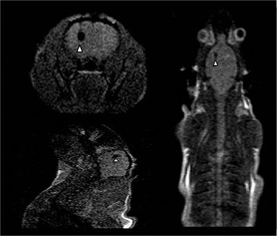 Theranostics Image