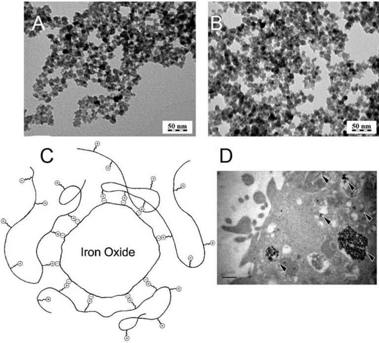 Theranostics Image