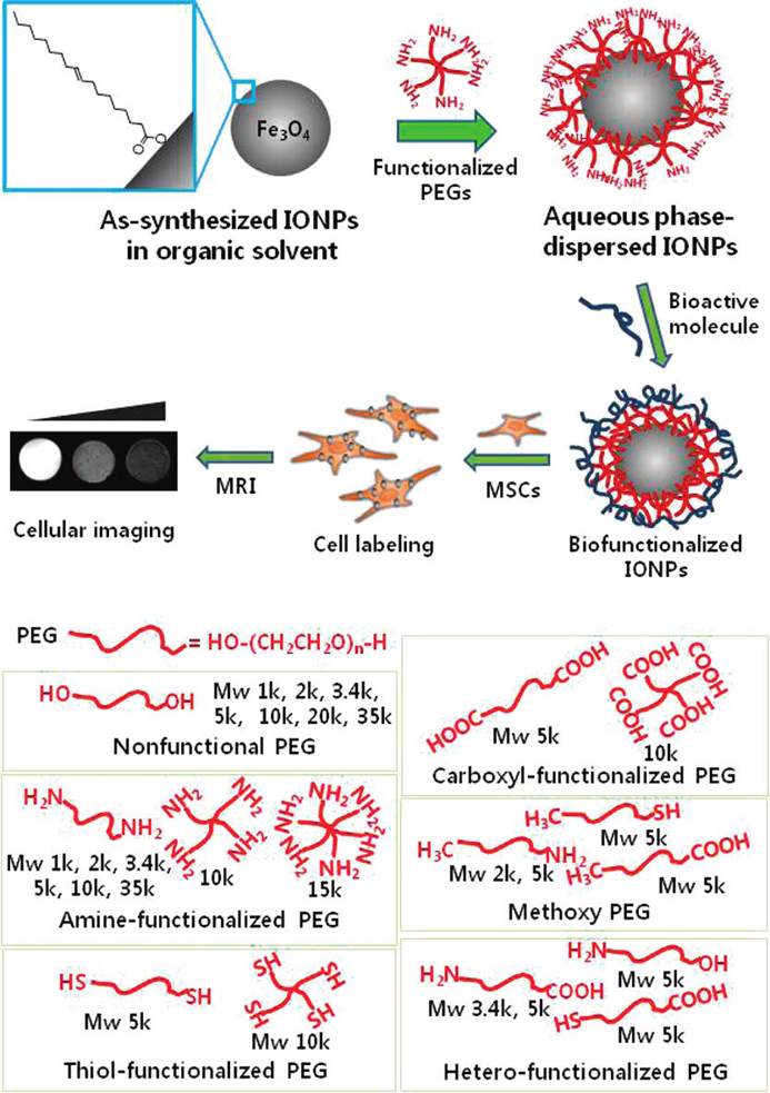 Theranostics Image