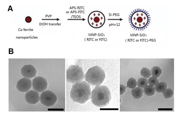 Theranostics Image