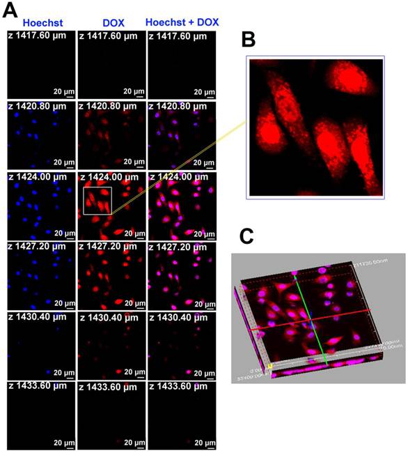 Theranostics Image