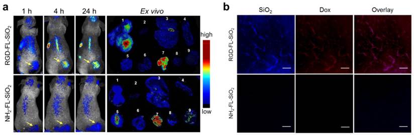 Theranostics Image