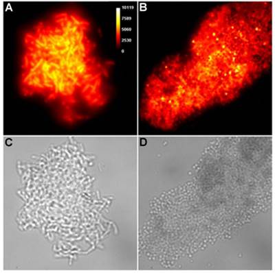 Theranostics Image