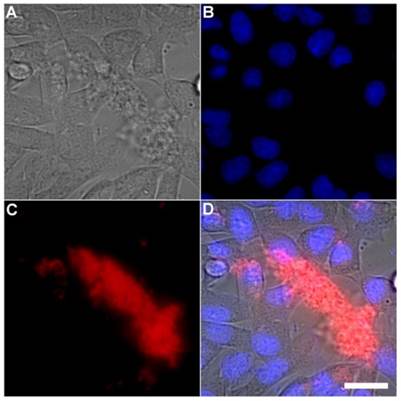 Theranostics Image