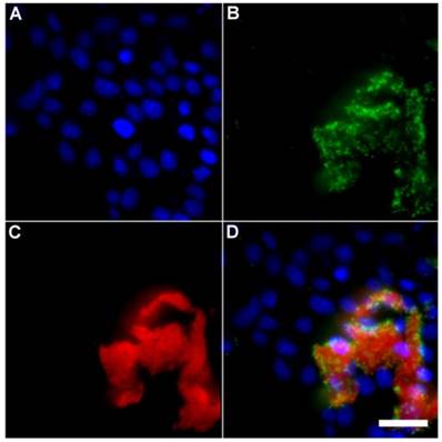 Theranostics Image