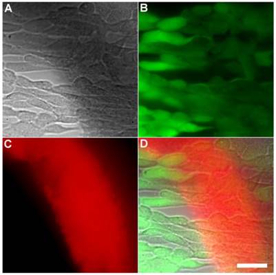 Theranostics Image