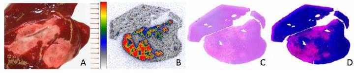 Theranostics Image