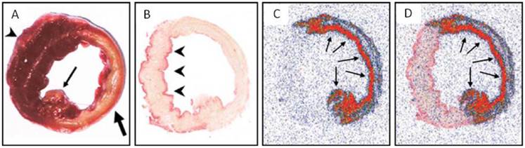 Theranostics Image