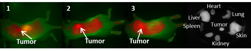 Theranostics Image