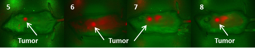 Theranostics Image