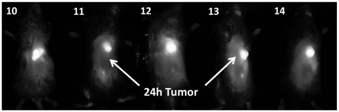 Theranostics Image