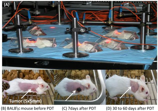 Theranostics Image