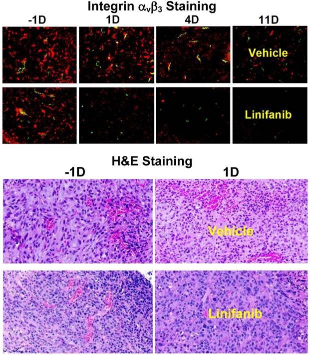 Theranostics Image