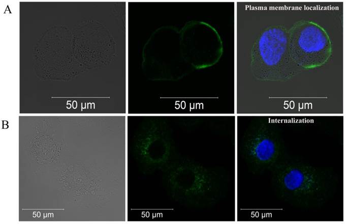 Theranostics Image