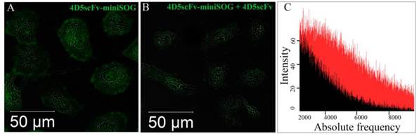 Theranostics Image