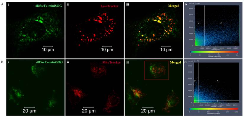 Theranostics Image