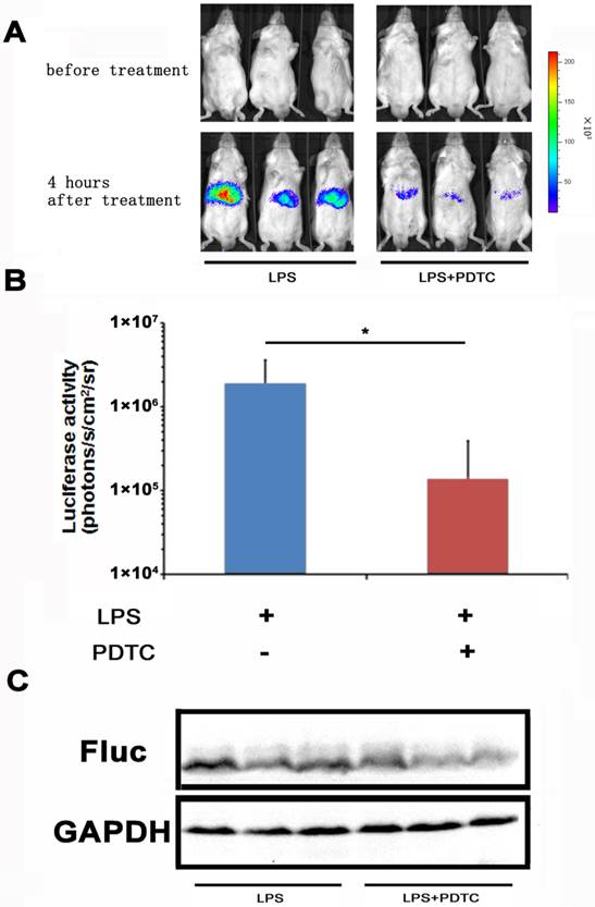 Theranostics Image