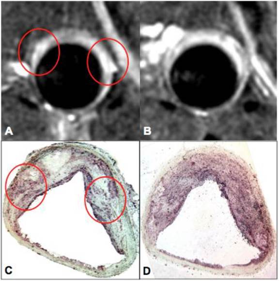 Theranostics Image