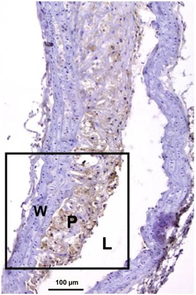 Theranostics Image