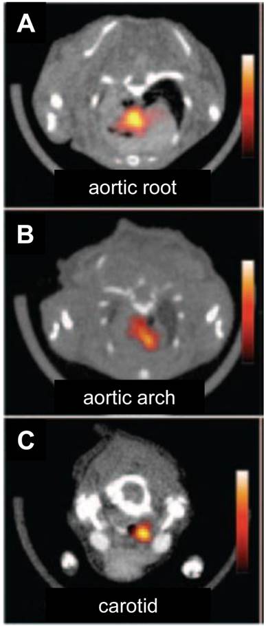 Theranostics Image